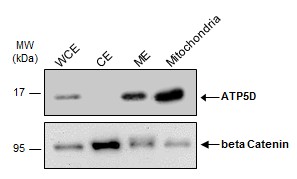 HepG2 cells were lysed and extracted by GTX35191 Mitochondria Isolation Kit.